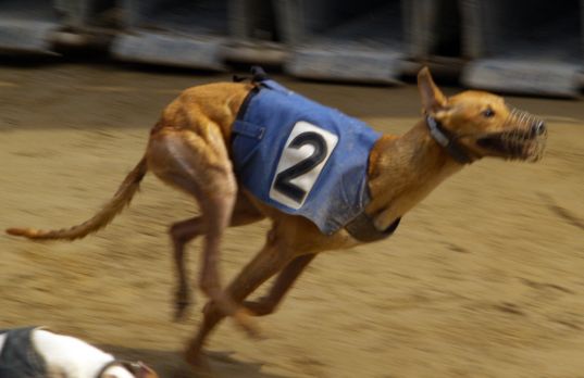Horse and Dog Racing
