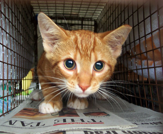 TrapNeuterReturn is a Necessary Solution to Help Feral Cats