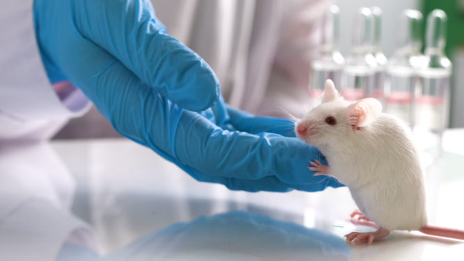 medical research in animal testing