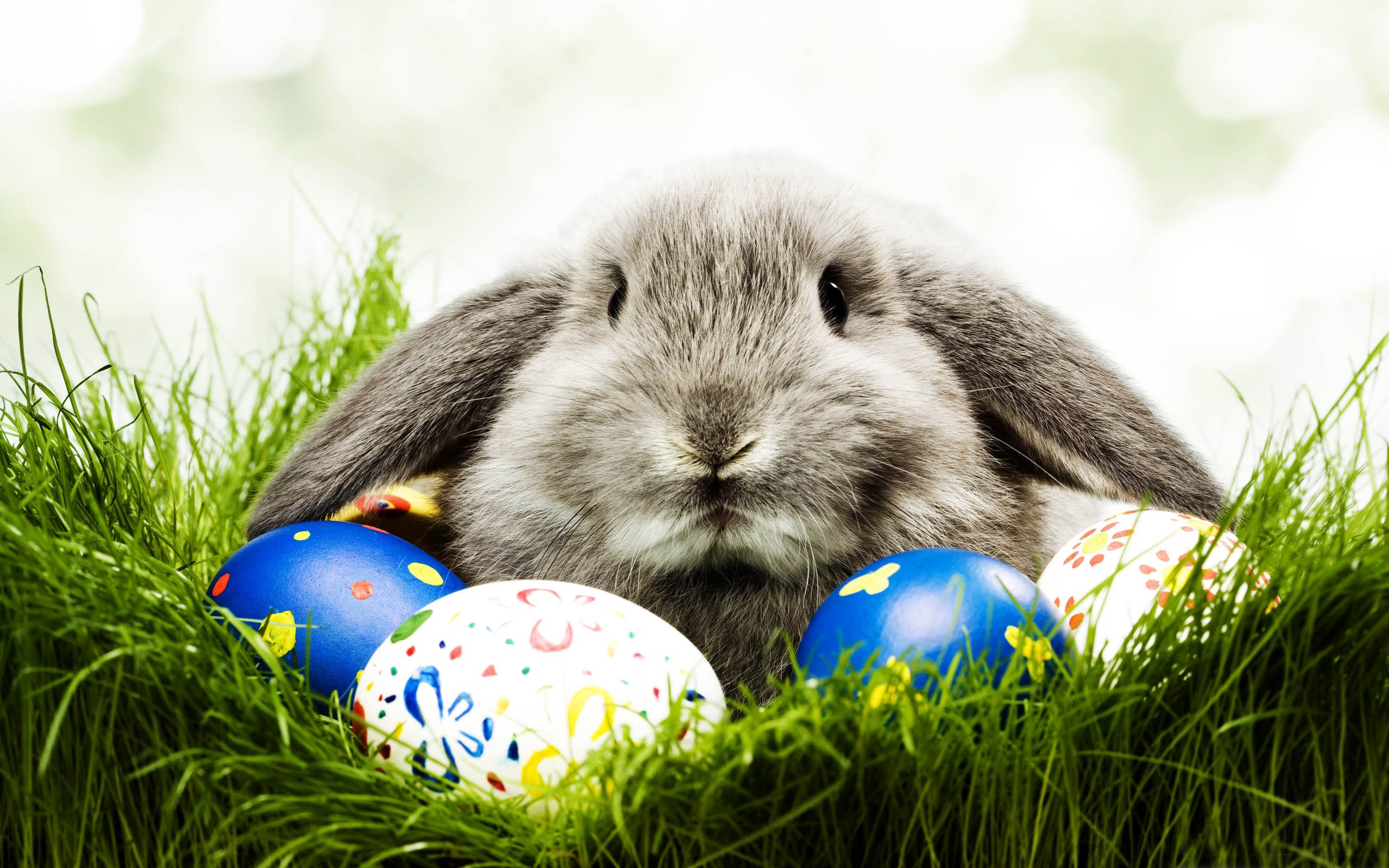 A Real Easter Bunny Comes With Real Consequences - National Humane  Education Society