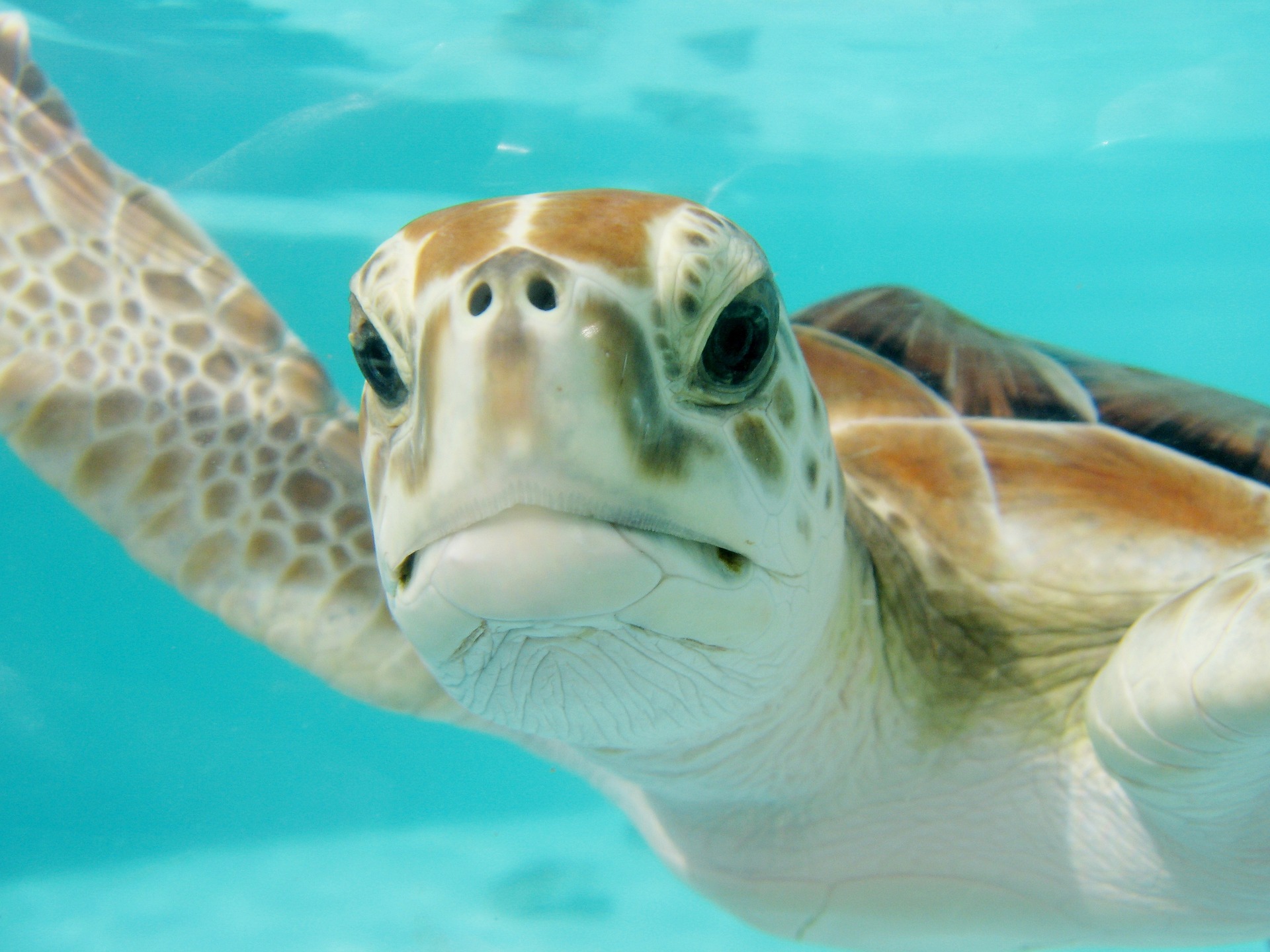 NHES Visits Alliance Partner Network for Endangered Sea Turtles (N.E.S