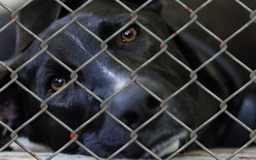 North Dakota Says No to Animal Cruelty Bill