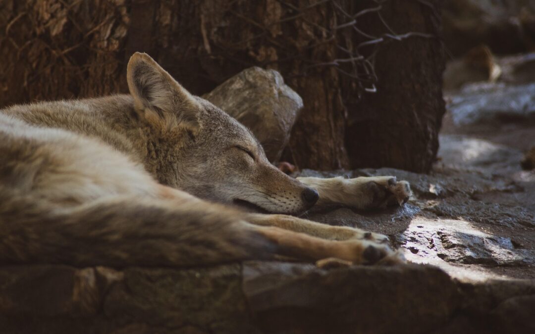 New Mexico Places Ban on Coyote Killing Contests