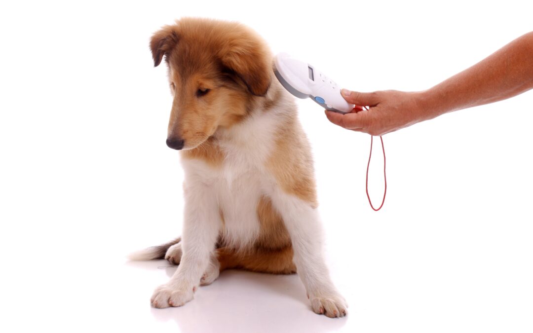 Rhode Islanders Push for Mandatory Microchipping