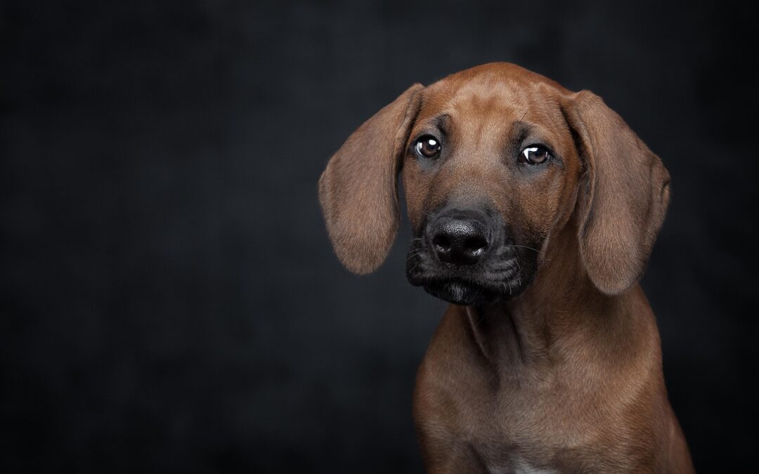 Pennsylvania Cracks Down on Puppy Mills