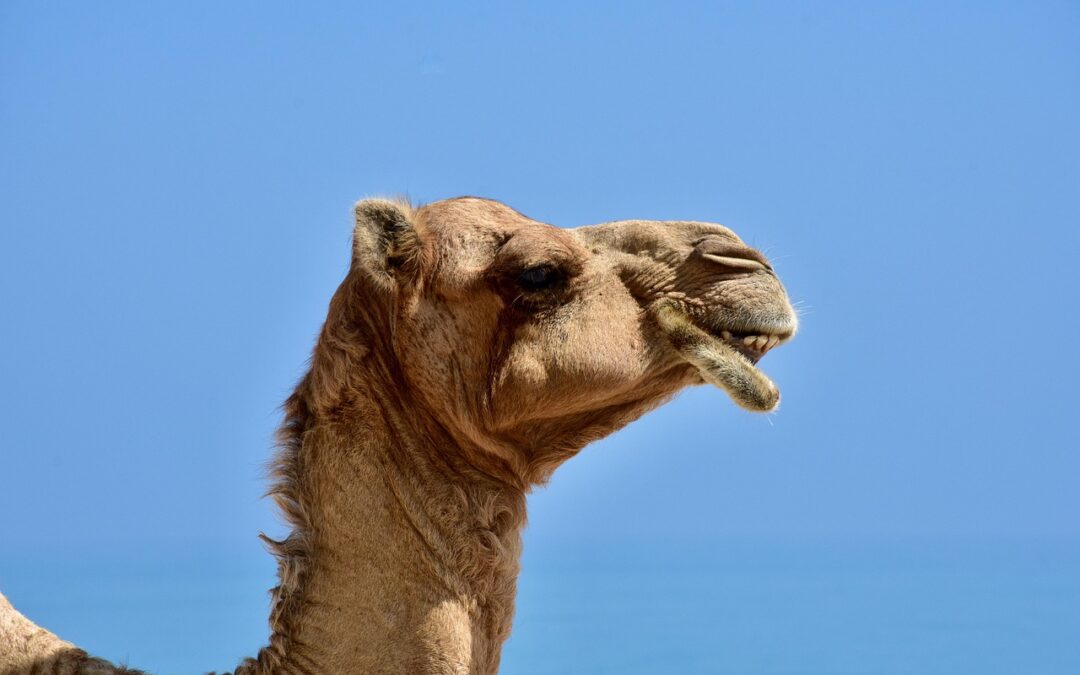 The Town of Topsfield, MA, Votes to Protect Camels and Elephants