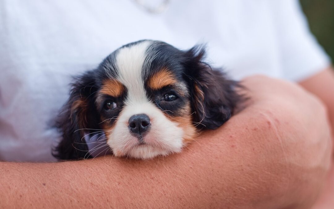 Maryland Pet Stores Claim Statewide Puppy Mill Ban Unconstitutional