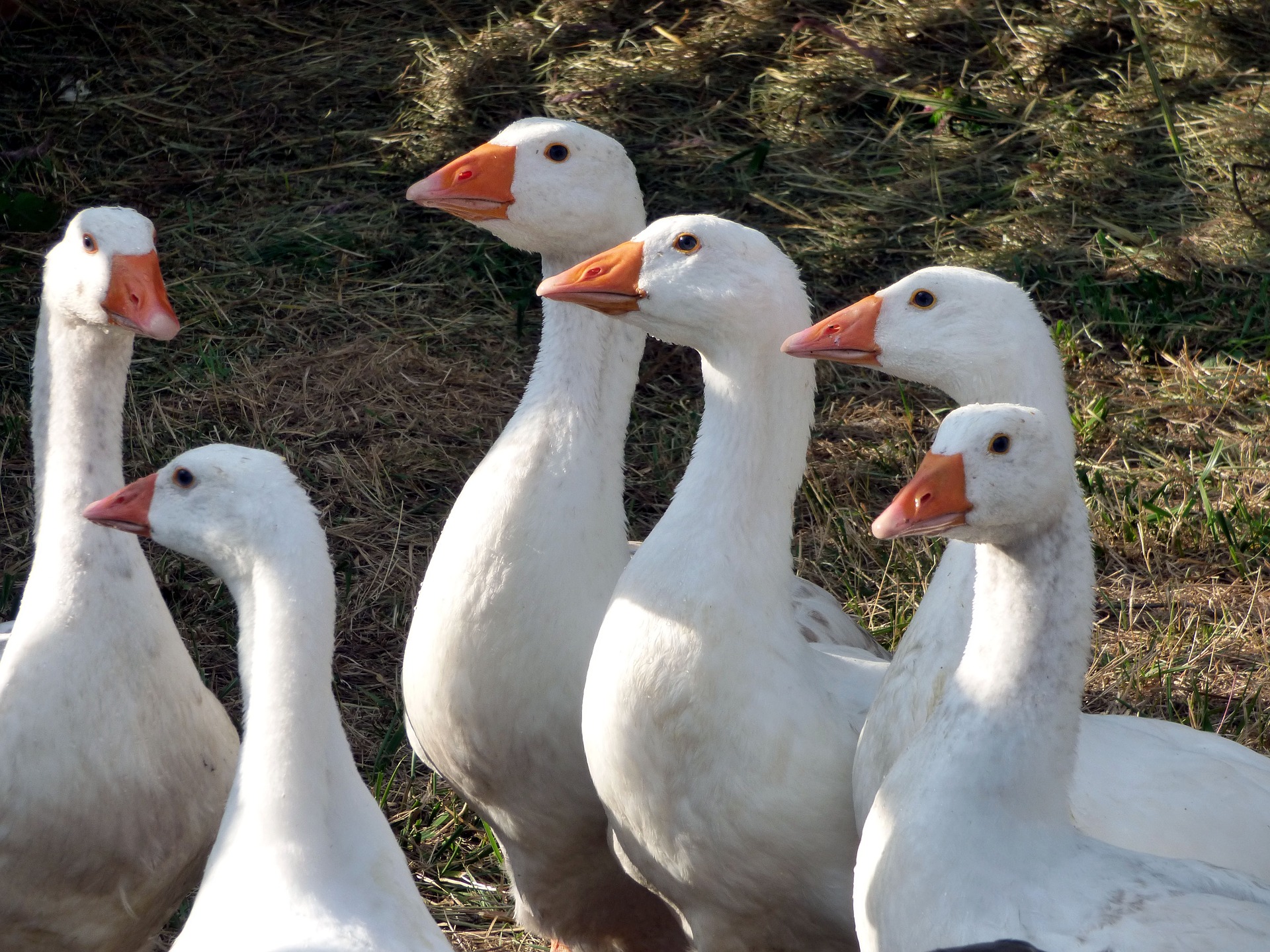 Controversial Foie Gras May Have Met Its End in NYC