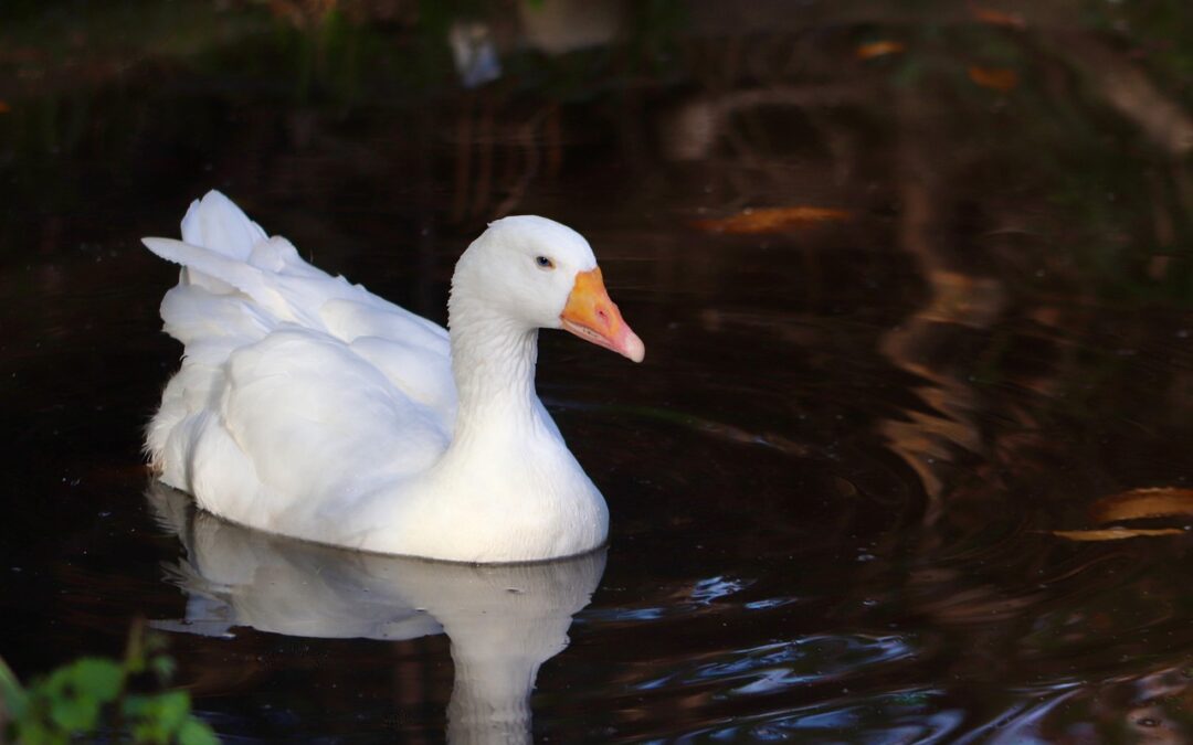 No More Foie Gras in NYC!
