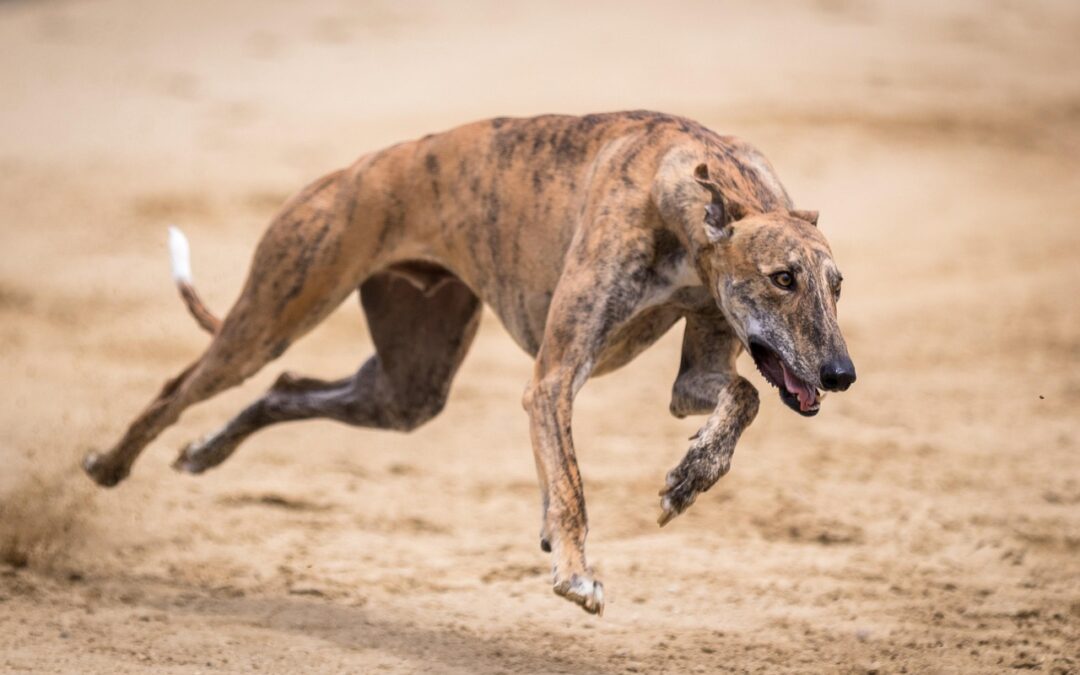 Arkansas Casino Decides to End Dog Racing