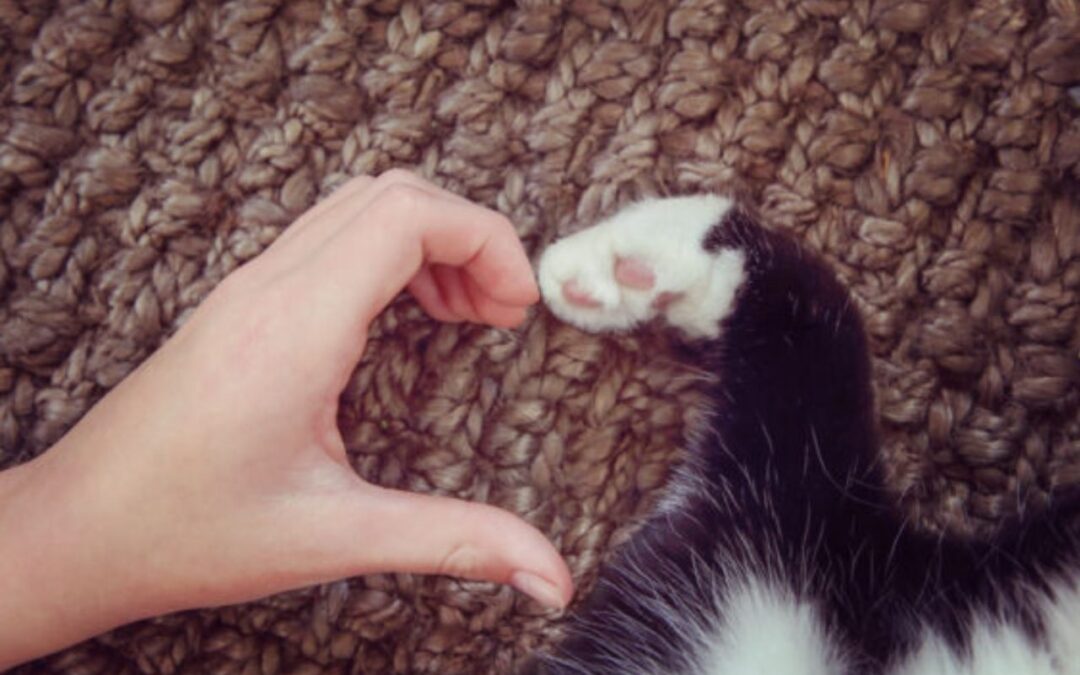 NH and MA Possibly Following NY’s Footsteps for Declawing Bans