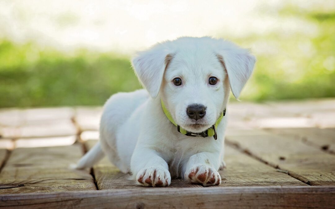 Colorado Bill Seeks to Deter Puppy & Kitten Mill Breeders