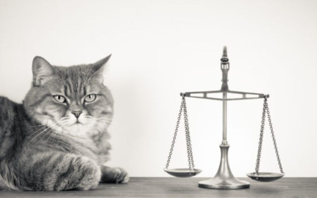 WV Senate Bill 191 Would Increase Aggravated Animal Cruelty to a Felony