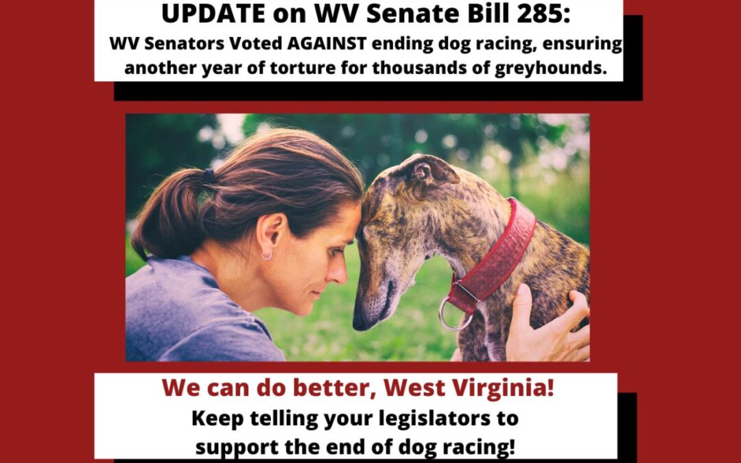 UPDATE: WV Senate Votes 23-11 Against Ending Greyhound Racing