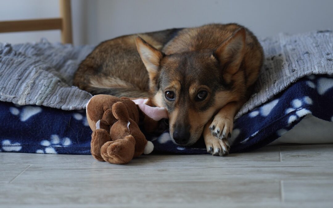 New Mexico Enacts Statewide Spay and Neuter Program