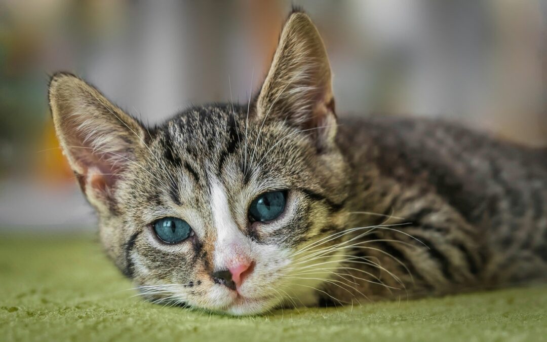 The Petfax Act Will Require Transparency by Dog and Cat Breeders