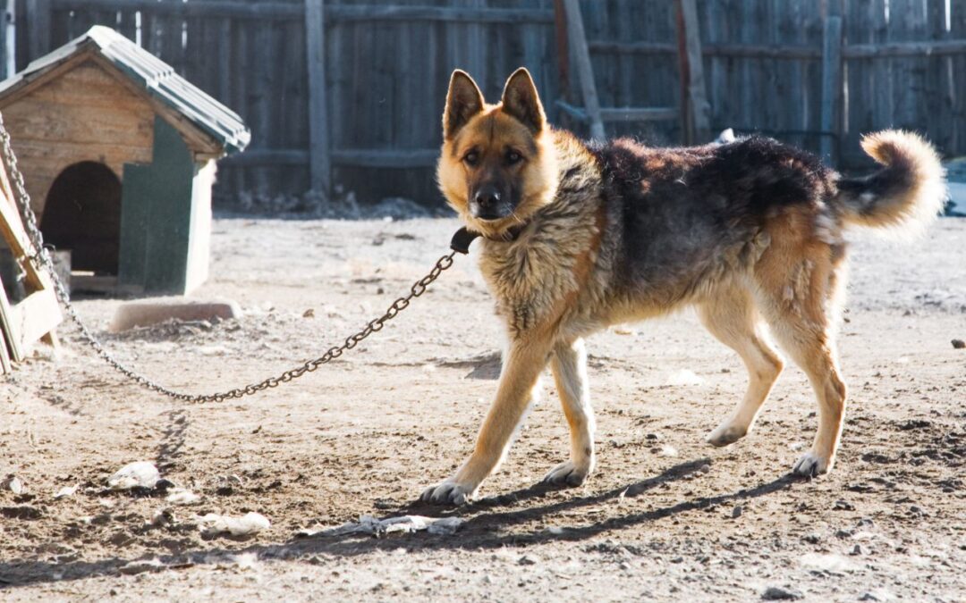 Santa Fe, NM, Passes Ordinance Protecting Dogs