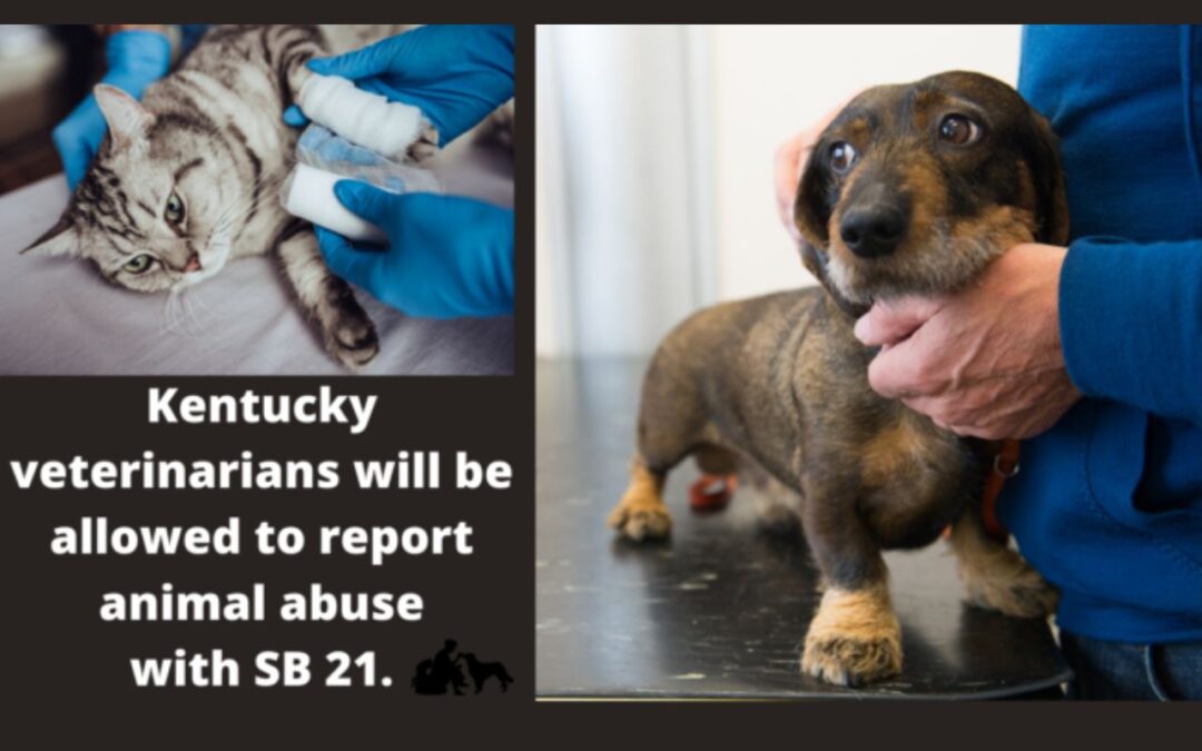 Kentucky Bill Will Give Veterinarians the Green Light to Report Animal Abuse