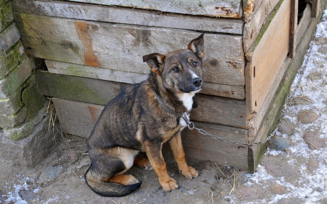 Virginia Lawmakers Redefine Humane Standards for Chained Dogs