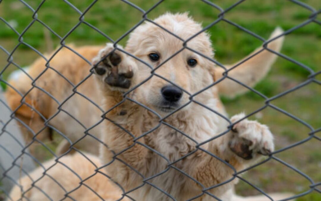 APHIS Sets Higher Standards of Care for Dogs