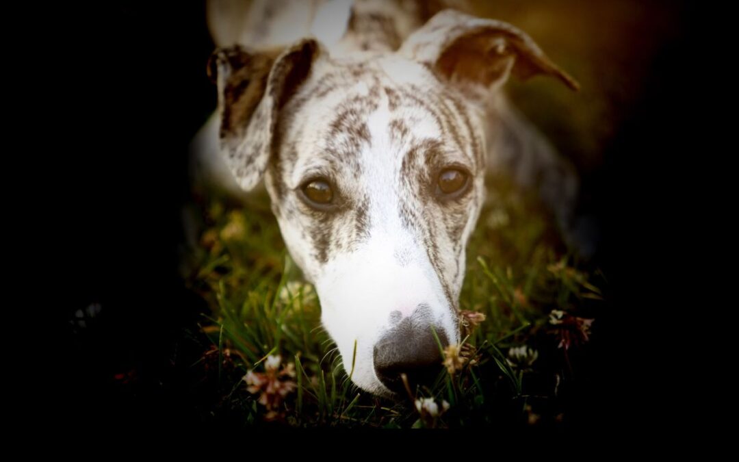 U.S. District Judge Throws Out FL Greyhound Lawsuit