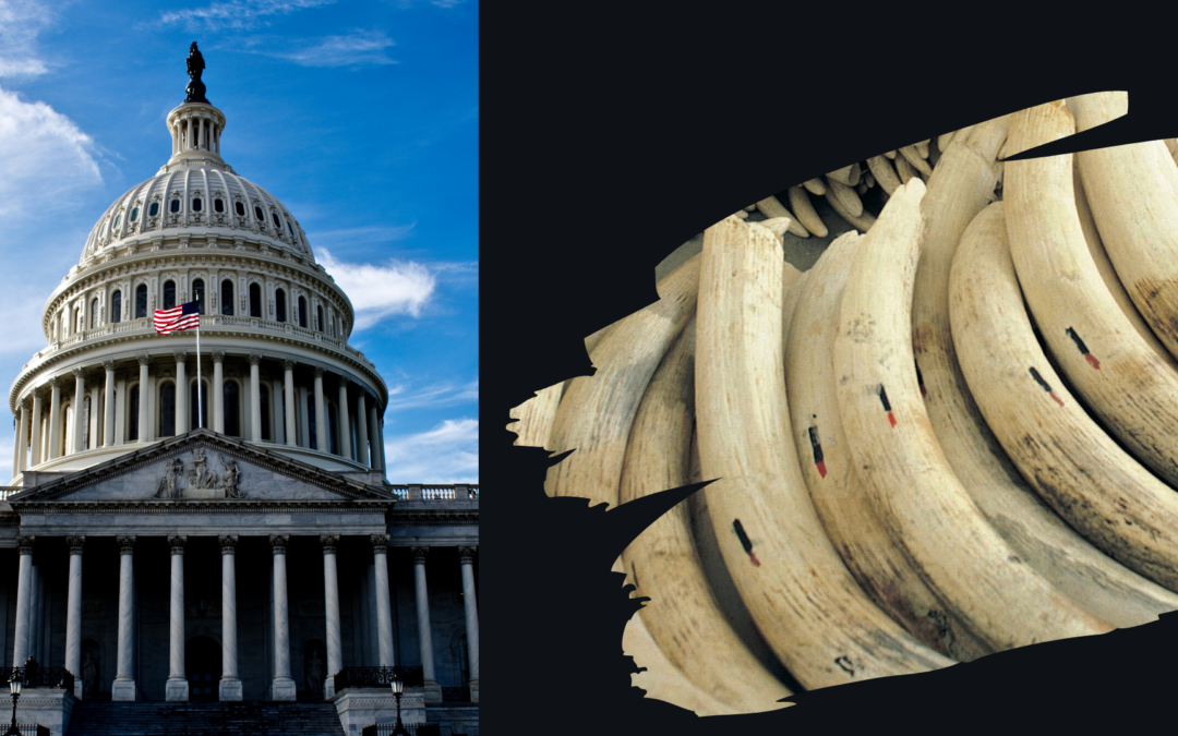 D.C.’s Mayor Supports Ban on Ivory and Rhino Horn Trafficking