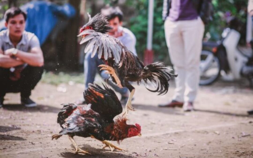 Alabama Poultry Farmers Outed for Cockfighting, Trafficking to Guam