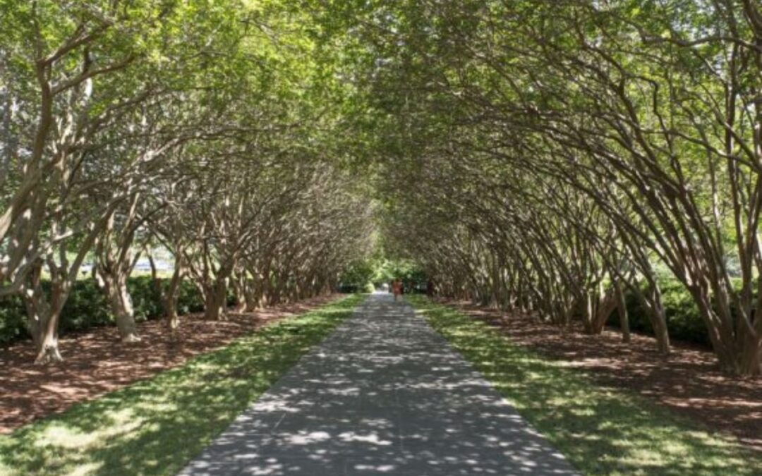 New Bill Would Help Communities Plant More Trees