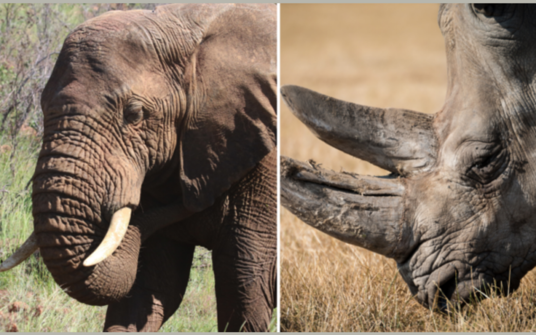 D.C.’s Mayor Supports Ban on Ivory and Rhino Horn Trafficking