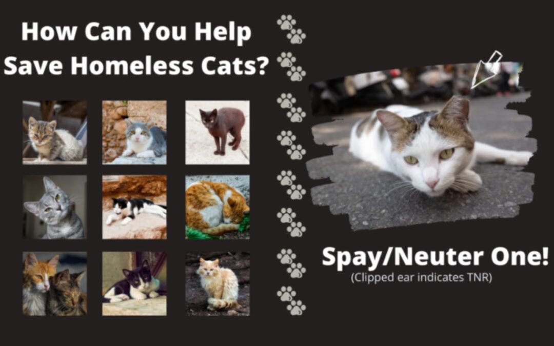 TNR for “Community Cats” Approved in Indiana, PA