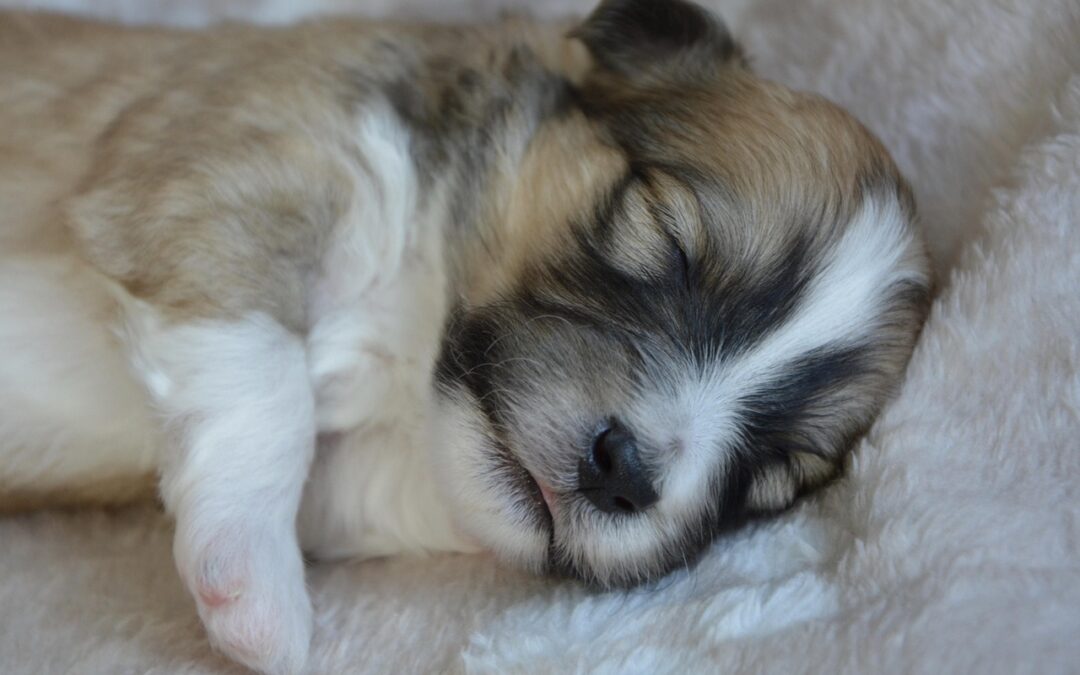 Update: NY Puppy Adoption Bill Passes Senate