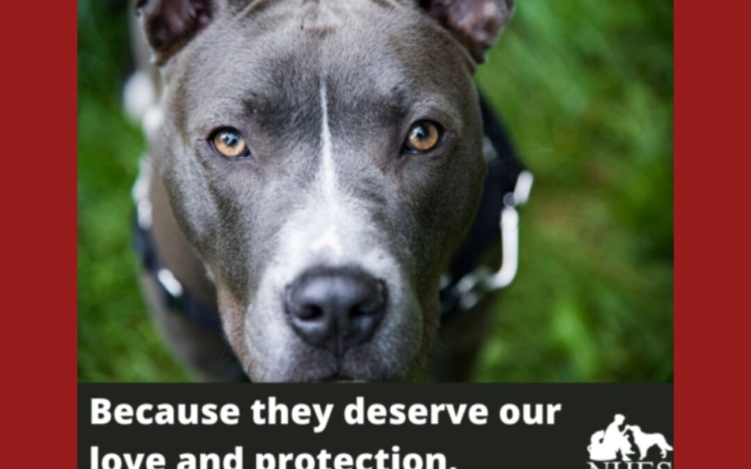 NJ Passes “Moose’s Law” to Protect Animals from Abusers