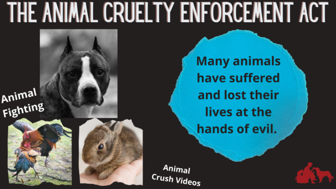 Representative Neguse Introduces the Animal Cruelty Enforcement Act -  National Humane Education Society