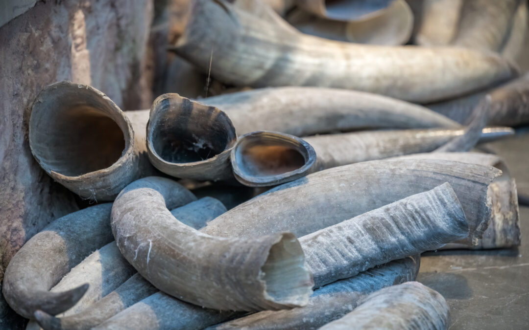 Vermont Legislature Passes Ban on Sale of Animal Parts