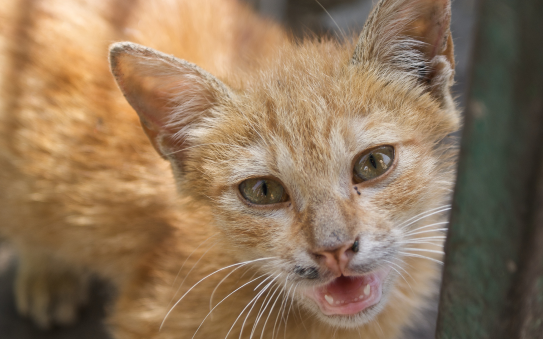 Spay/Neuter Ordinance Being Considered in Mansfield, PA