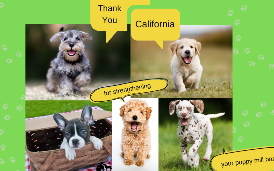 Update: California Strengthens Its Puppy Mill Ban
