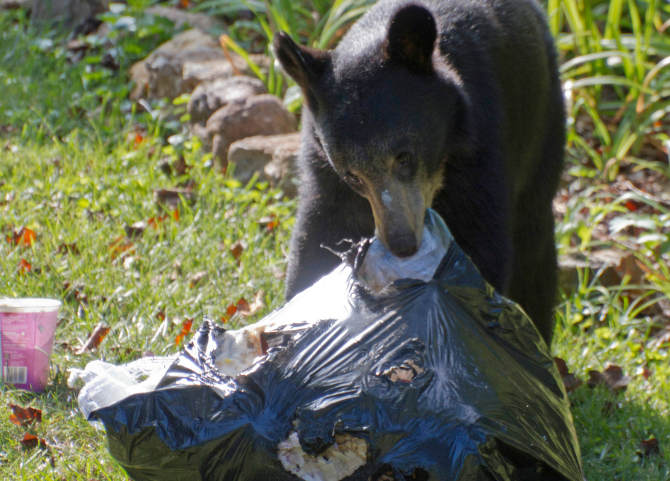 NJ Black Bears Will No Longer Be Hunted in 2021