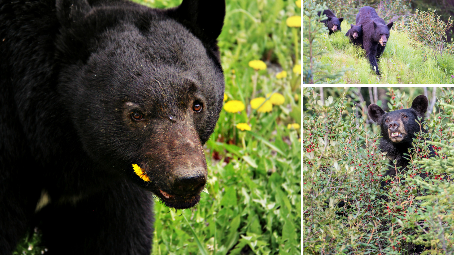 Massachusetts Protects Wild and Exotic Animals