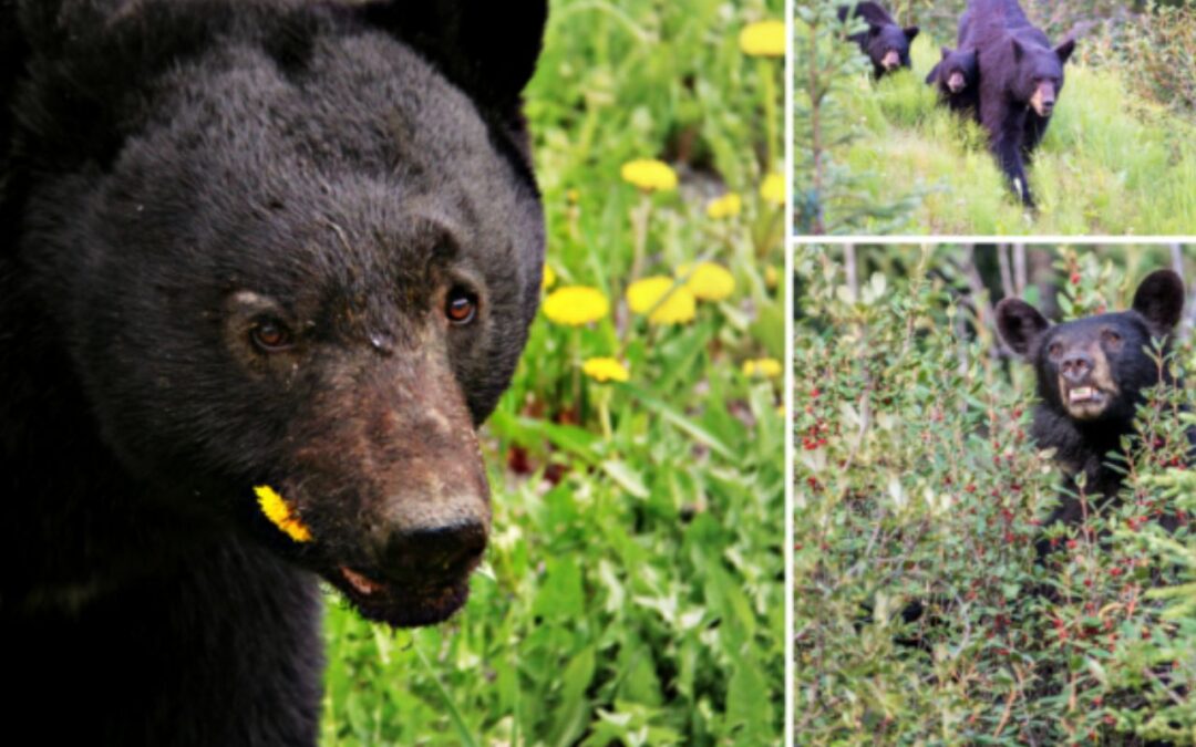 NJ Black Bears Will No Longer Be Hunted in 2021