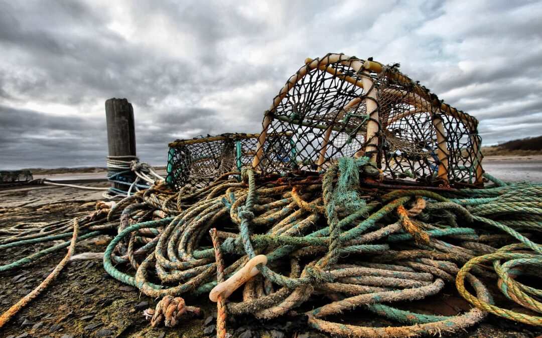 Right Whales Are Being Lost to the Fishing Industry