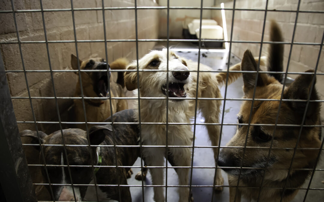 Mayor de Blasio’s “Office of Animal Welfare” Lacking Accountability, Follow-through