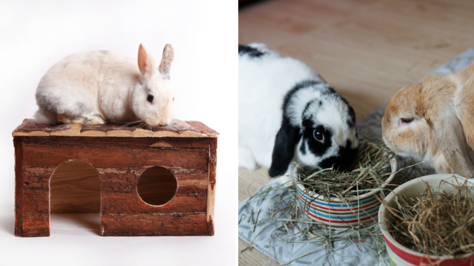 Rabbit Care Tips - National Humane Education Society
