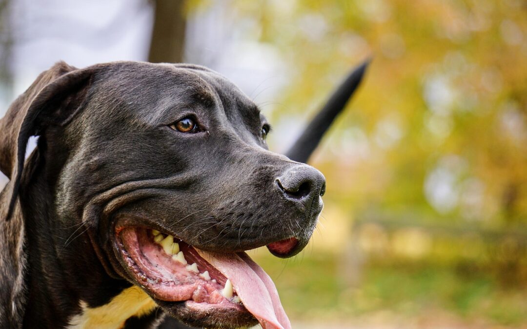 New Jersey Continues To Combat Cruel “Trunk Fighting” with S975
