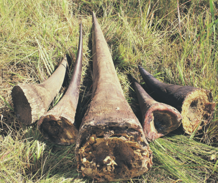 This image has an empty alt attribute; its file name is rhino_horns-447x375.png