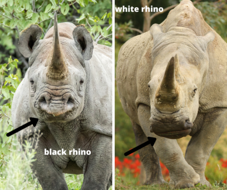 This image has an empty alt attribute; its file name is rhino_lip-447x375.png
