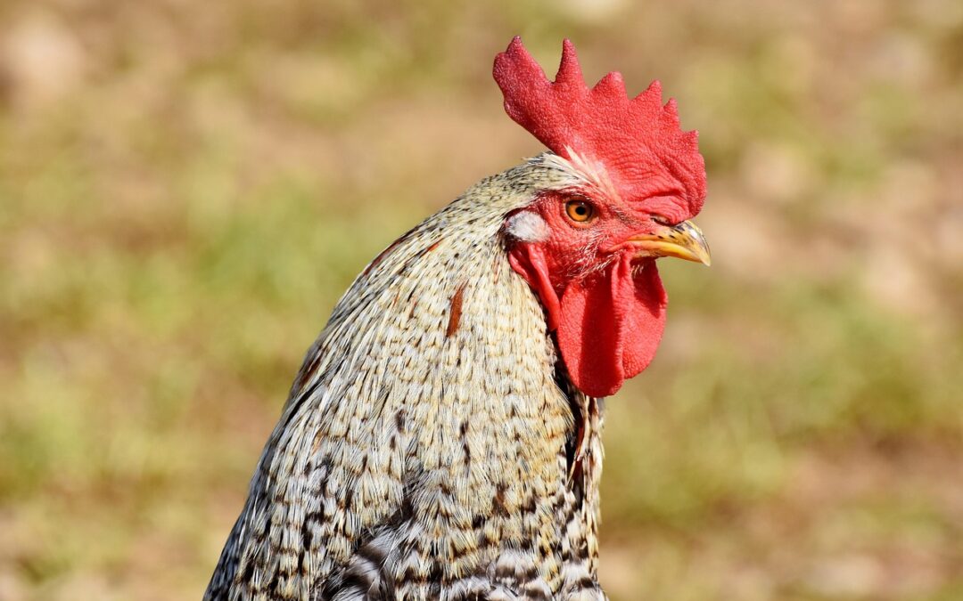 Cracking Down on Illegal Cockfighting in Monterey Co., CA