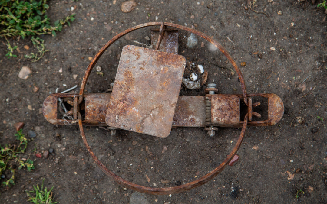 New Mexico Legislators Introduce Bill to Outlaw Trapping on Public Lands