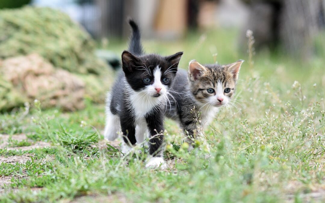 Update: WV Bill to Increase Specific Forms of Animal Cruelty to a Felony Fails