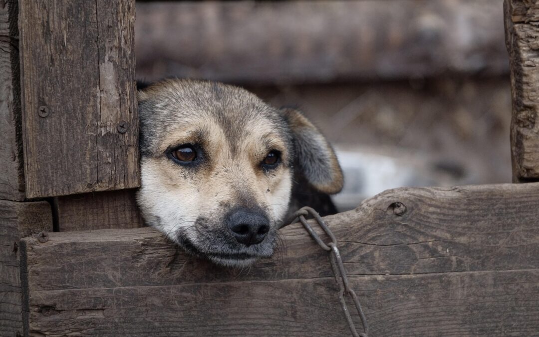 Texas House Considers Safe Outdoor Dogs Bill