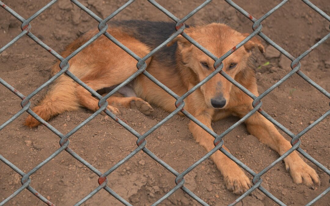 Iowa Legislators Introduce Bill to Limit Local Governments’ Ability to Enforce Animal Welfare Laws